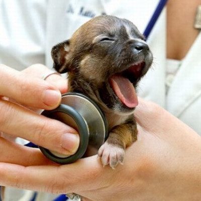 6-weeks-puppy-vaccination-schedule.jpg