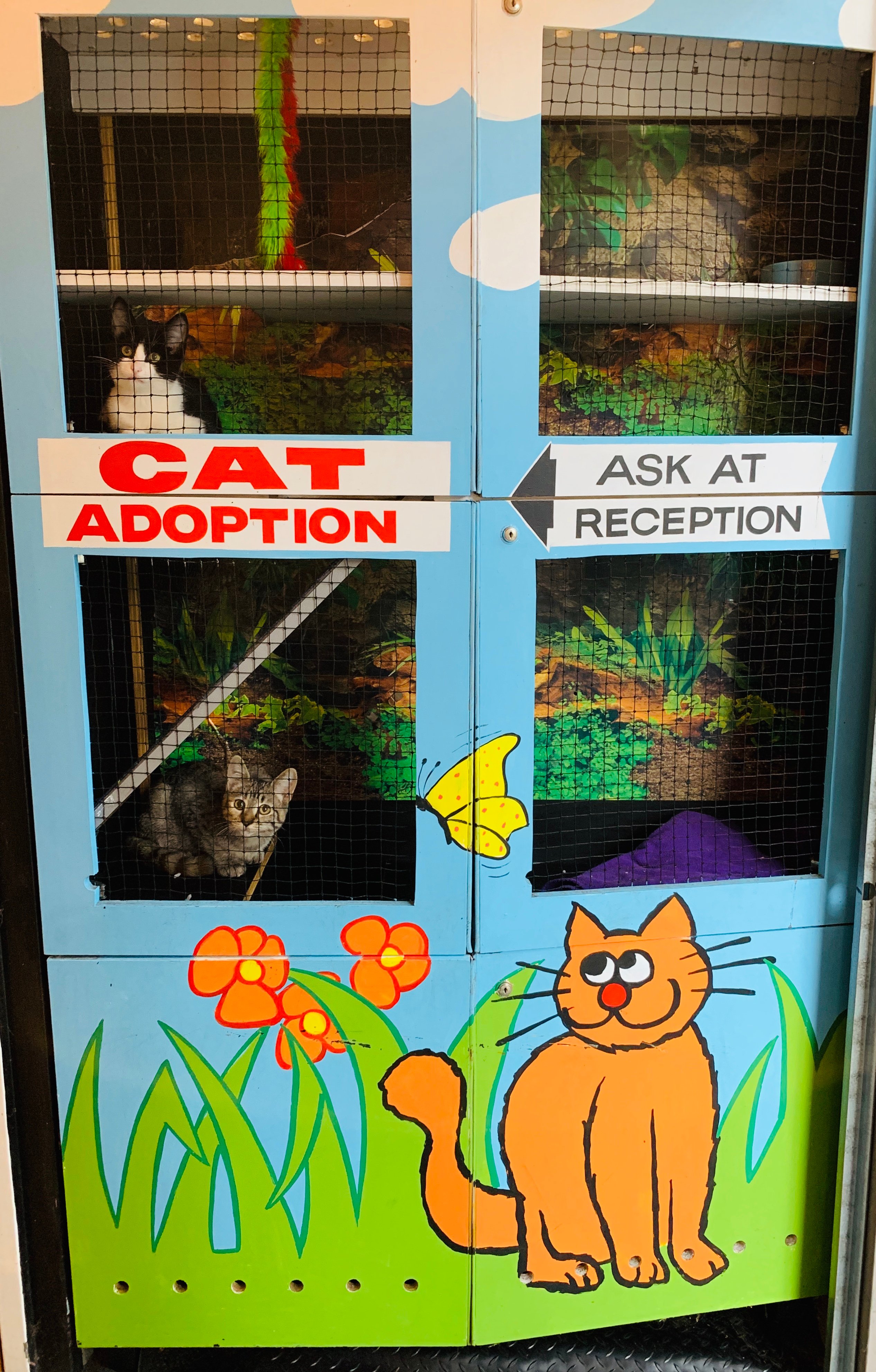 Cat Adoption 2