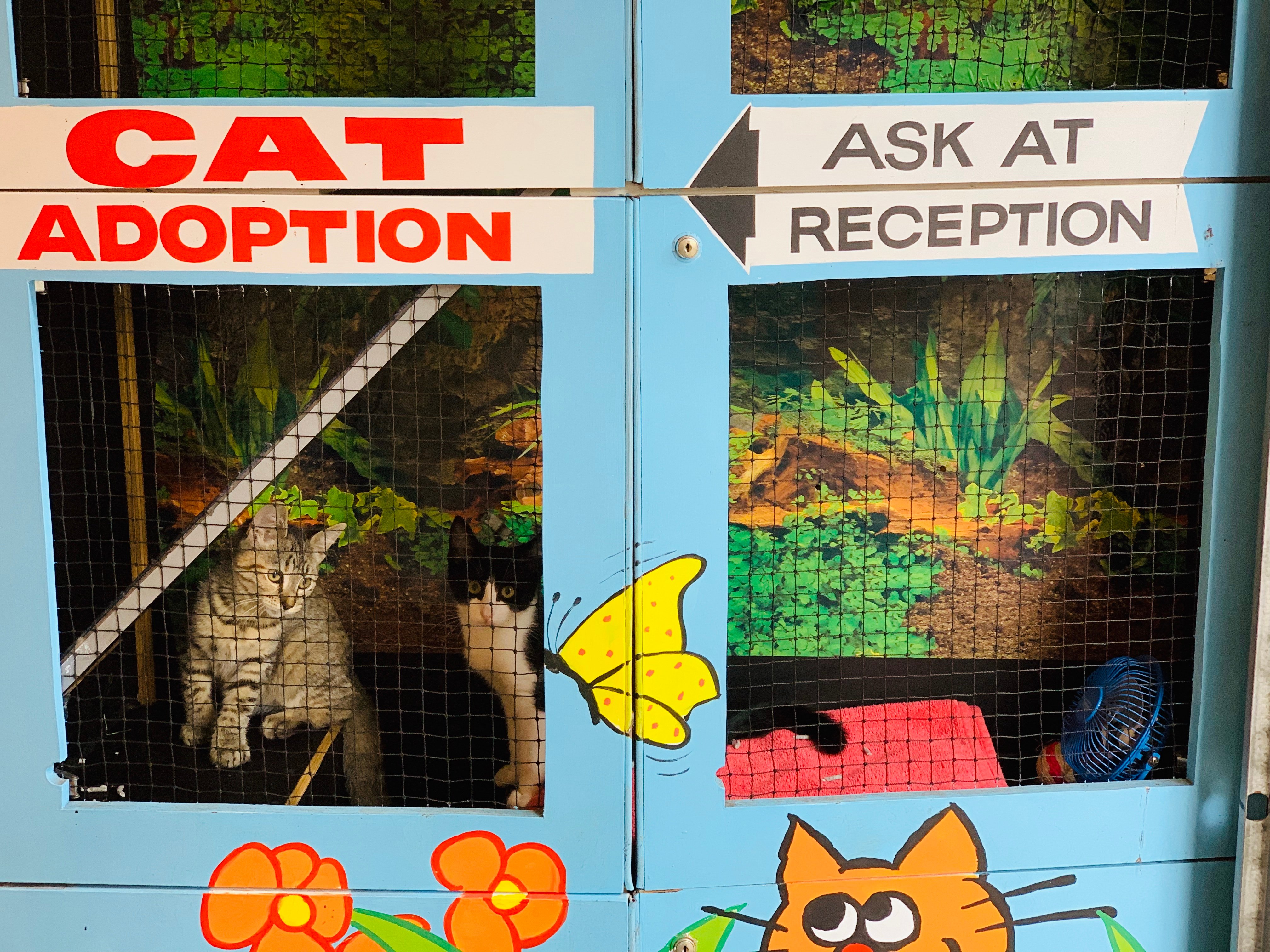 Cat Adoption