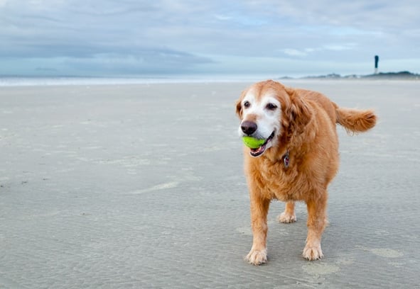 Dog-on-beach.jpg
