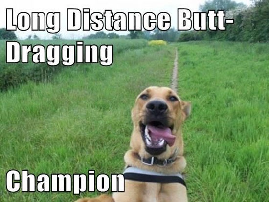 Long-Distance-Butt-Dragging-Funny-Dog-Image.jpg