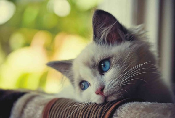 Sad-Cat-1.jpg