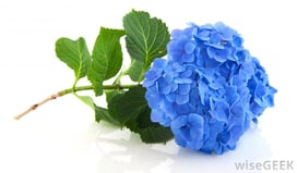 blue-hydrangea.jpg