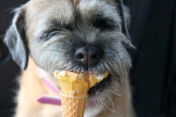 dog-eating-ice-cream-009.jpg