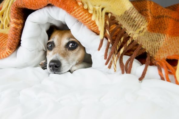 dog-hiding-under-blankets.jpg.653x0_q80_crop-smart.jpg