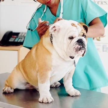 img_vaccination_schedule_for_puppies_and_dogs_267_600.jpg