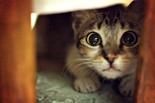 scaredy-cat.jpg