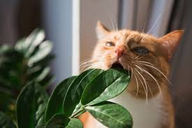 cat eating plant.jpg