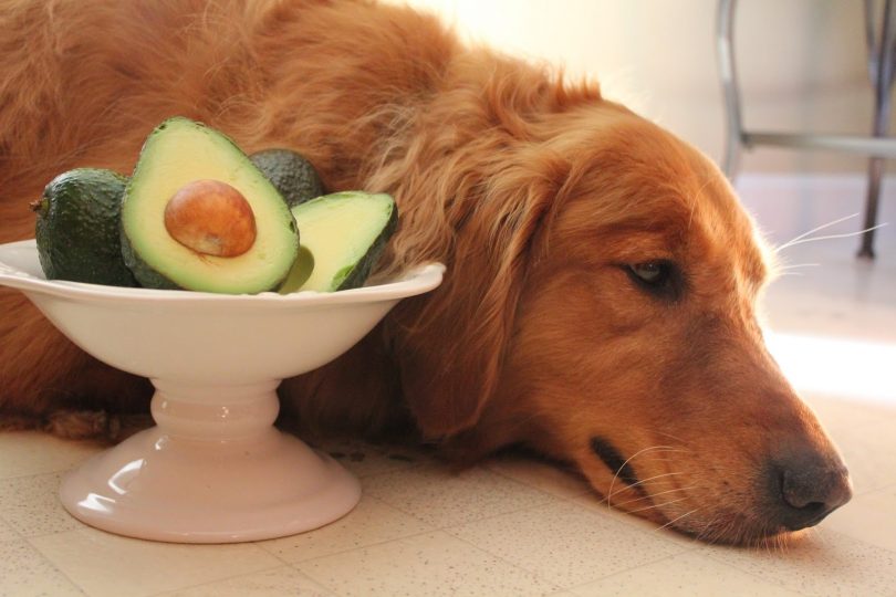 dog and avocado.jpg